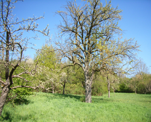 Untersuchungsgebiet Bettlesried