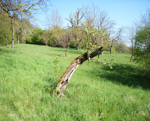 Untersuchungsgebiet Bettlesried