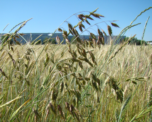 Botanisches Gutachten Bromus