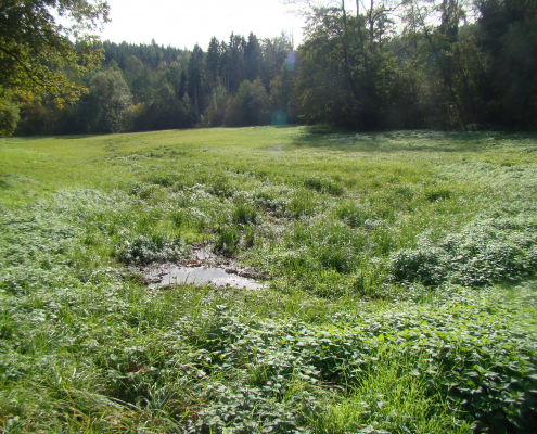 Feuchtwiesenkartierung Filderstadt-Bonlanden