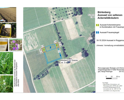 Steinsamen Aussaatplan Börlenberg